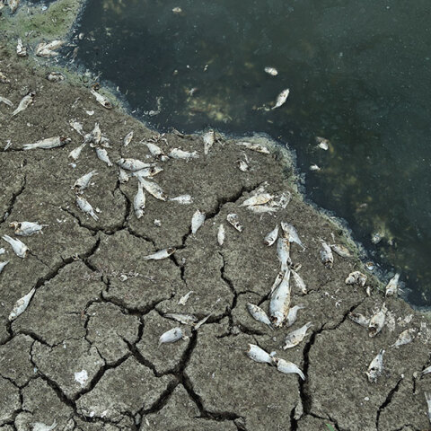 Λίμνη Κάρλα: θυσία ή αναγέννηση; 