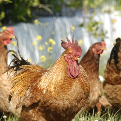 Κότες και κόκορας