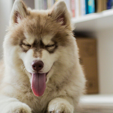 Γιατί ο σκύλος μου μαδάει υπερβολικά και πώς θα το αντιμετωπίσω;