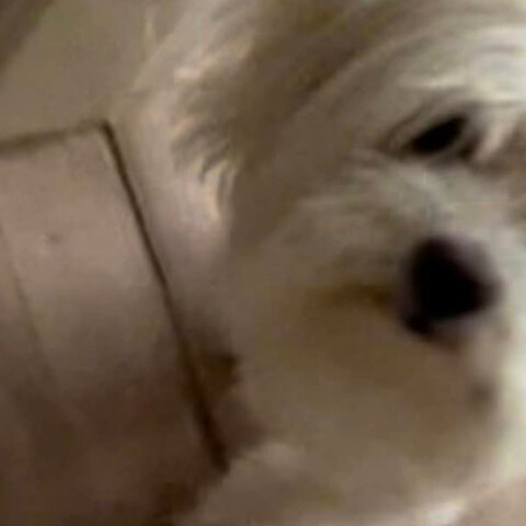 Η περιπέτεια της Κάσι