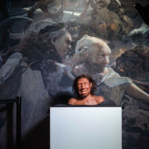 Έρευνα: Οι Νεάντερταλ πιθανό να εξαφανίστηκαν λόγω του τρόπου ζωής τους - Οι πληθυσμοί ανέπτυσσαν μόνο σπάνιες ανταλλαγές μεταξύ τους.