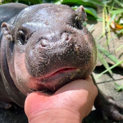 Μωρό ιπποπόταμος προκαλεί φρενίτιδα στην Ταϊλάνδη και το διαδίκτυο - Η Μου-Ντενγκ έχει συγκεντρώσει στρατιές θαυμαστών στο TikTok και το Instagram.