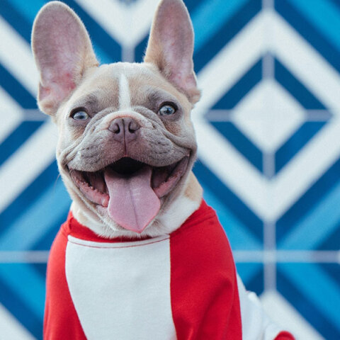 Πώς θα καταλάβουμε αν τα δόντια του κατοικιδίου μας είναι υγιή και τι να κάνουμε αν δεν είναι