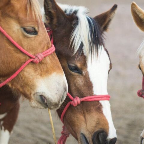 Άλογα στο Κορωπί: Τα ανέβαζαν παράνομα σε φορτηγό χτυπώντας τα με taser 