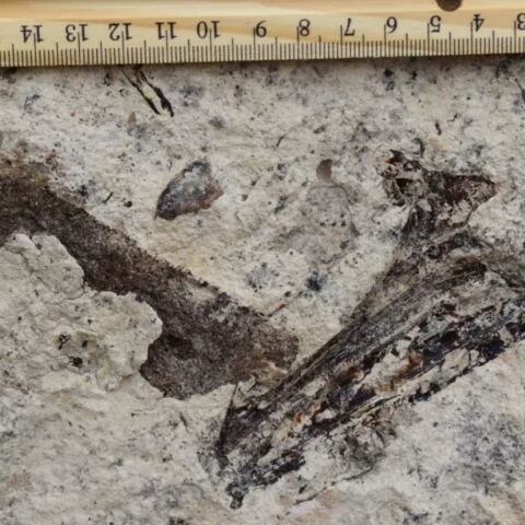 Απολιθώματα κάτω από λύκειο στο Λος Άντζελες