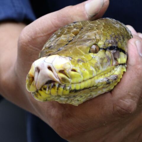 Ταϊλανδή γυναίκα παγιδεύτηκε επί δύο ώρες στις σπείρες πύθωνα μήκους τεσσάρων μέτρων - Πώς κατόρθωσε να διασωθεί - Δείτε βίντεο.  