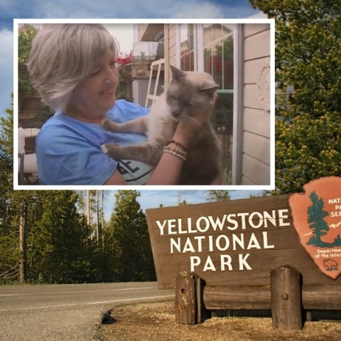 Γάτος που χάθηκε στο εθνικό πάρκο Γιέλοουστοουν των ΗΠΑ ταξίδεψε 800 μίλια για να επανενωθεί με τους ιδιοκτήτες του μετά από δύο μήνες - Ο ρόλος του μικροτσίπ.