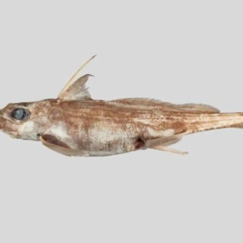 Νέα Ζηλανδία: Ανακαλύφθηκε νέο είδος «καρχαρία φάντασμα» στα ανοιχτά της χώρας - Τρέφεται με οστρακόδερμα και περιπλανιέται σε βάθη που φτάνουν τα 2.600 μέτρα