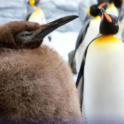Ο εννέα μηνών βασιλικός πιγκουίνος Πέστο έχει αναδειχθεί σε viral σταρ των κοινωνικών δικτύων - Ζυγίζει 22,5 κιλά και καταβροχθίζει έως και 30 ψάρια ημερησίως.
