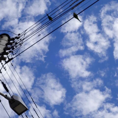 Διαρρήκτης έπεσε από στύλο της ΔΕΗ και τραυματίστηκε στην Ηλεία