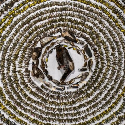 Η Patricia Homonylo από τον Καναδά κατέκτησε τον τίτλο Bird Photographer of the Year 2024 για τη φωτογραφία της με τίτλο «When Worlds Collide»