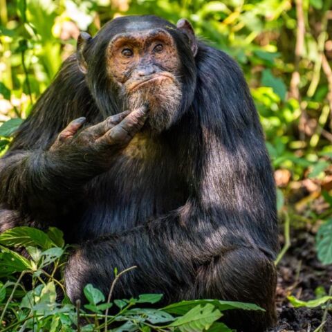 Comedy wildlife photography awards 2024: Οι καλύτερες εικόνες