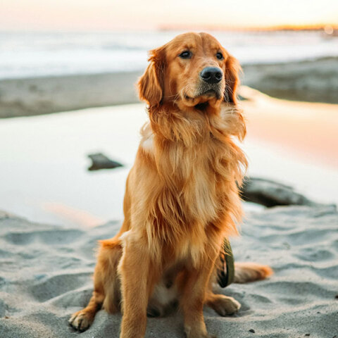 Είναι το βάρος του σκύλου μας φυσιολογικό;