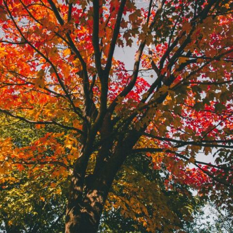 Εορτολόγιο 6 Νοεμβρίου: Γιορτάζει σήμερα