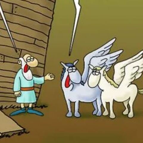arkas-noe