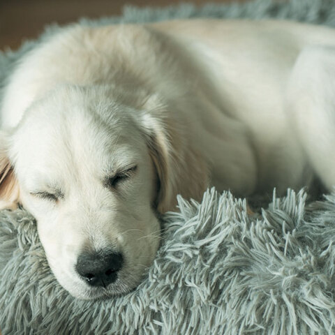 Pet Pet: For the love of pets!