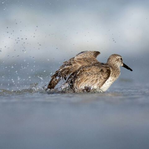 Πουλιά υπό εξαφάνιση