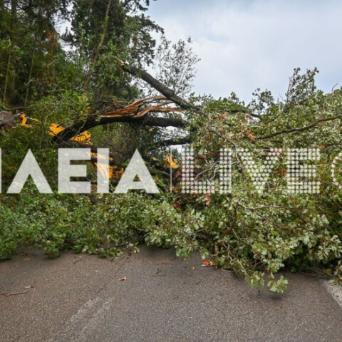 Πεσμένα δέντρα από το πέρασμα του ανεμοστρόβιλου από την Ηλεία