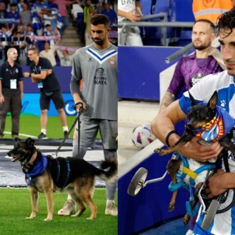 Εσπανιόλ: Μπήκε στο γήπεδο με 11 αδέσποτα σκυλάκια με σκοπό να βρουν σπίτι