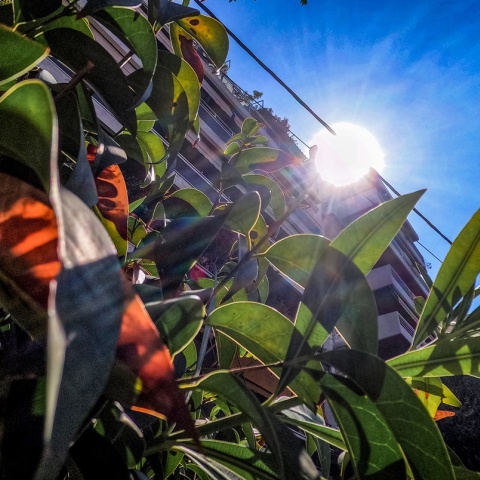 Ήλιος φωτίζει φύλλα δέντρου