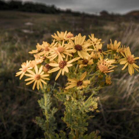 Εορτολόγιο: Σήμερα 21 Ιανουαρίου 2025 γιορτάζει…