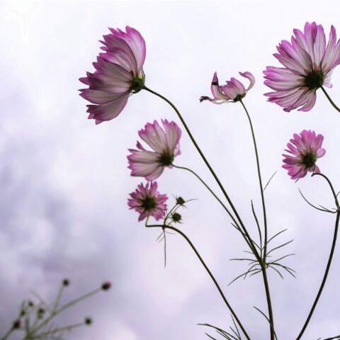 Εορτολόγιο: Σήμερα 9 Οκτωβρίου 2024 γιορτάζει…