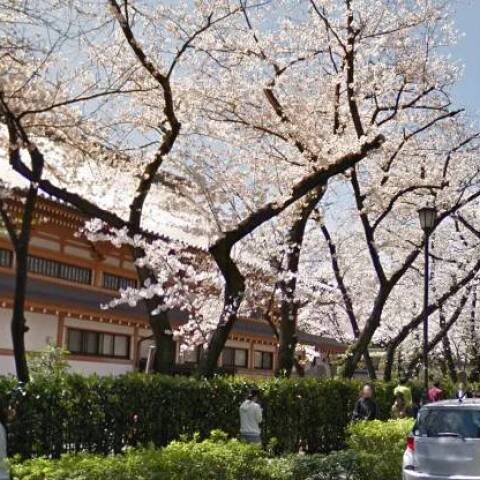 Ανθισμένες κερασιές στο Τόκιο © Google Street View