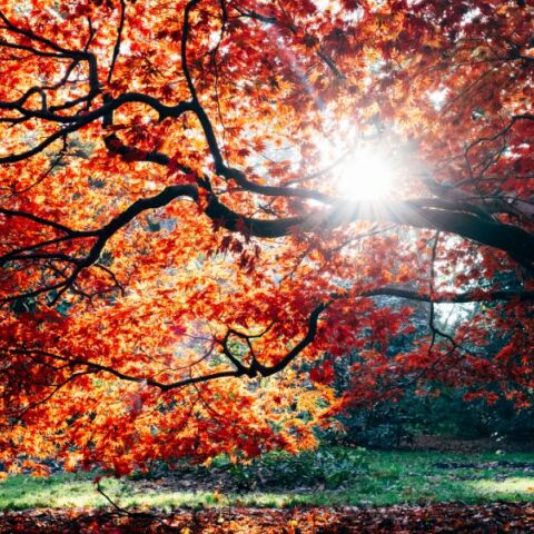 Εορτολόγιο: Σήμερα 10 Οκτωβρίου 2024 γιορτάζει…