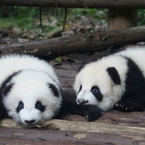 Νεογέννητα πάντα ανοίγουν τα μάτια τους για πρώτη φορά 