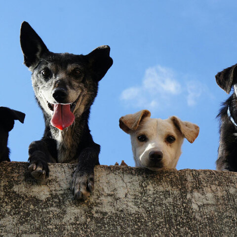 Είναι πιο ανθεκτικό ένα καθαρόαιμο ή ένα ημίαιμο ζώο;