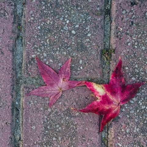 Πεσμένα φύλλα του Φθινοπώρου