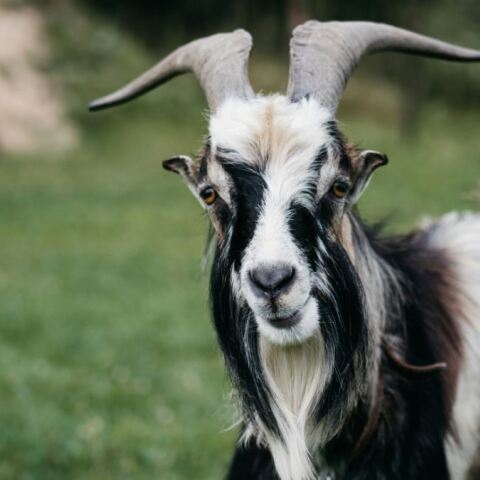 Χίος: Συνελήφθη 32χρονος που έδεσε κατσίκι και το πέταξε σε γκρεμό