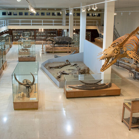 Μουσείο Παλαιοντολογίας και Γεωλογίας: Ένα διαφορετικό Jurassic Park στην Αθήνα