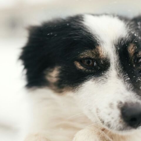 Η παράταξη Μπακογιάννη καταγγέλλει εγκατάλειψη του Καταφυγίου Αδέσποτων Ζώων