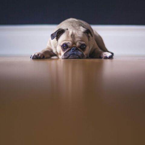 Θεσσαλονίκη: Εβαλε τα σκυλιά του να επιτεθούν σε νεαρό γιατί δεν έφευγε από το σπίτι του