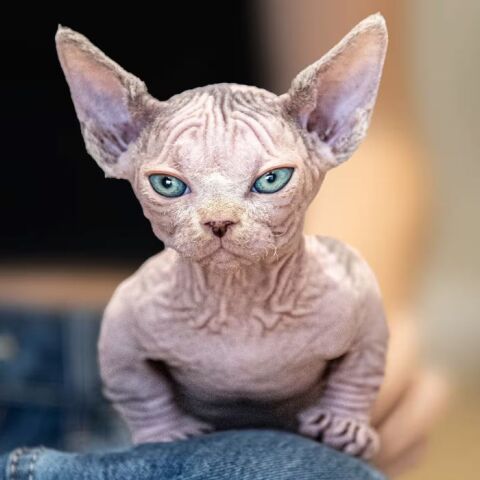 untitled_design_-_2024-10-19t210725_120