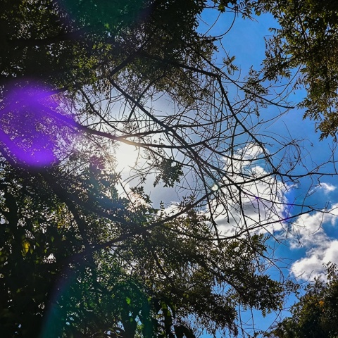 Λίγα σύννεφα πίσω από τα κλαδιά δέντρου