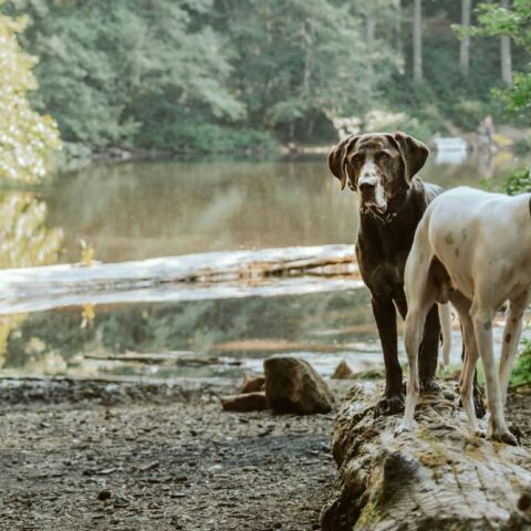 Σαλαμίνα: Έδεσαν δύο σκυλιά μεταξύ τους και τα εγκατέλειψαν