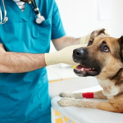 Σκύλος στον κτηνίατρο