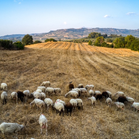 Αιγοπρόβατα σε χωράφι