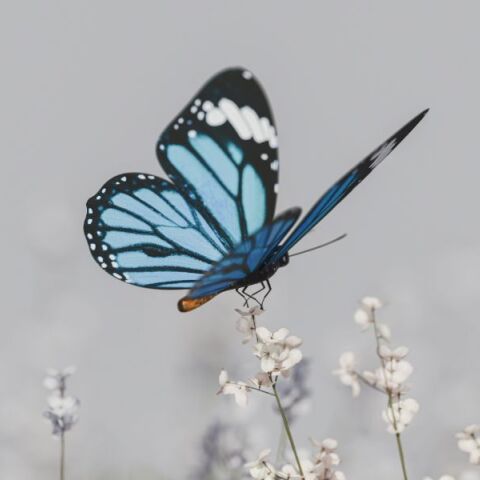 Μικραίνουν οι πεταλούδες της Ελλάδας; 