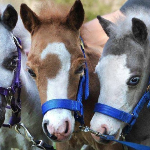 Gentle Carousel Greece Therapy Miniature Horses