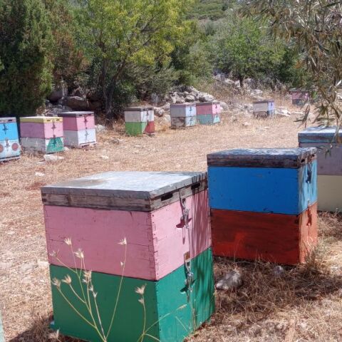 Μαύρο βελανιδιάς και άσπρο κουμαριάς, δυο σπέσιαλ μέλια από την Πρέβεζα και τη Λιβαδειά