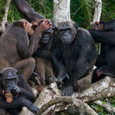 Μαθηματικά: Καταρρίφθηκε το «παράδοξο του σοφού πιθήκου» - Διατυπώθηκε πριν από σχεδόν έναν αιώνα - Τα συμπεράσματα επιστημονικής μελέτης.