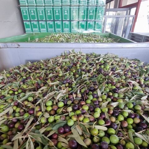 Τα ελαιόλαδα «Κύκλωπας» στον Έβρο