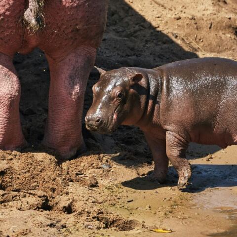 Η Χάγκις είναι το μωρό ιπποπόταμος πυγμαίος που «μάγεψε» το TikTok - Το βίντεο που κάνει τον γύρο του διαδικτύου