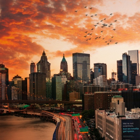 Γιατί πεθαίνουν τα πουλιά στη Νέα Υόρκη 