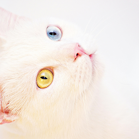 Γιατί δέχεται μπούλινγκ η άσπρη γάτα σου από τις άλλες;