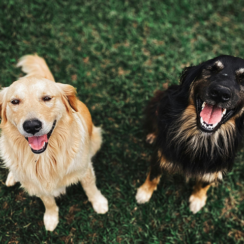 Γιατί έχει ακράτεια ο σκύλος μου μετά τη στείρωση;