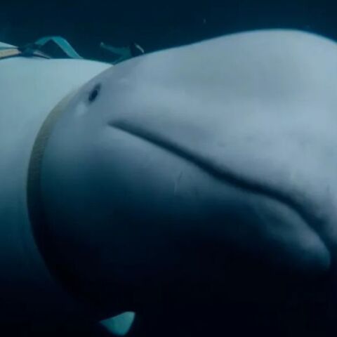 Νέο ντοκιμαντέρ του BBC για τη φάλαινα Χβάλντιμιρ - Είχε περιγραφεί ως κατάσκοπος της Ρωσίας και εντοπίστηκε νεκρή στη Νορβηγία